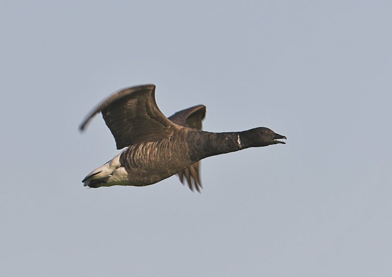 Old Hall Marshes 8th November 2005. Taken with Canon 20D and 600/4 lens with and without converters. Steve Lindsell.