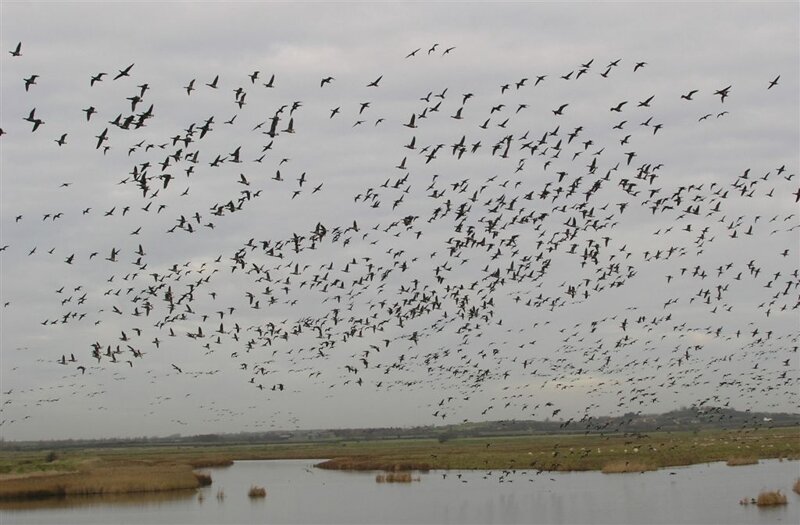 Brent Geese over Old Hall Marshes