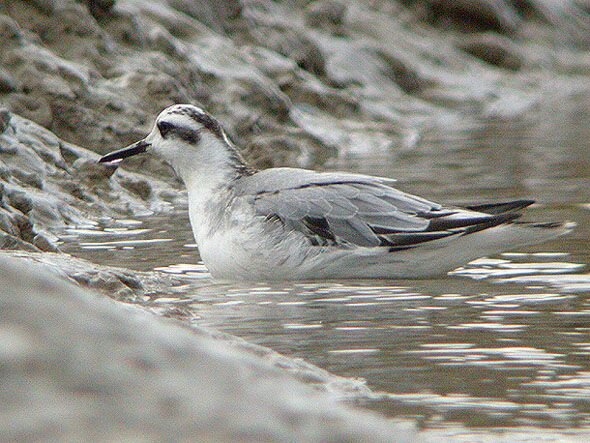 Grey Phalarope