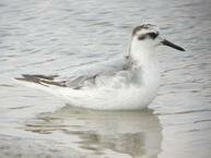 Grey Phalarope