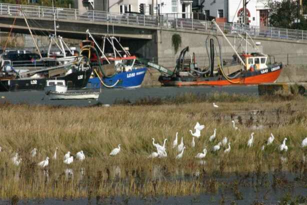 Little Egrets at Leigh