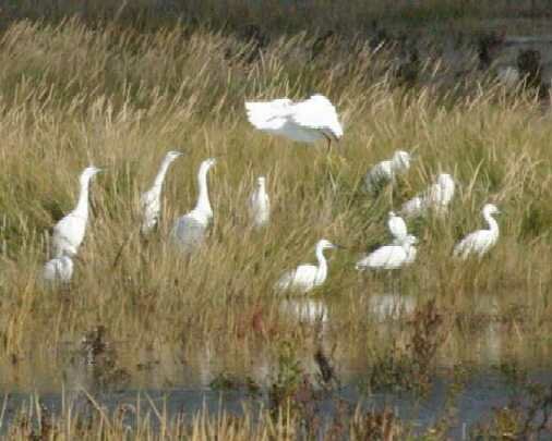 Little Egrets at Leigh