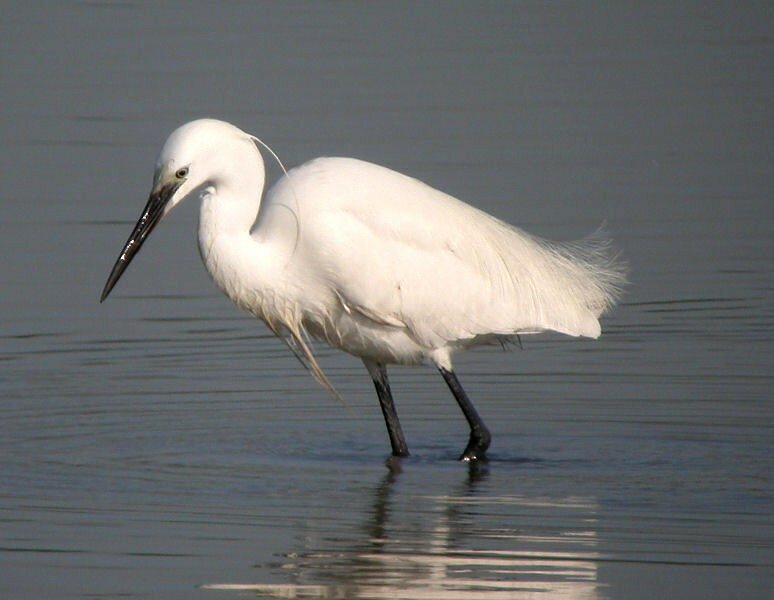 Little Egret at Two Tree Island