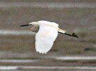 Egret at Shoebury. Photo by David Flack.