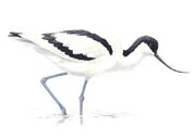 small avocet logo