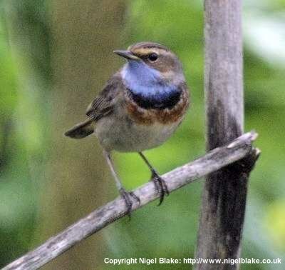 Bluethroat taken by Nigel Blake: http://www.nigelblake.co.uk