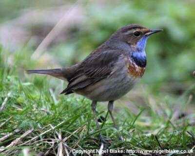 Bluethroat taken by Nigel Blake: http://www.nigelblake.co.uk