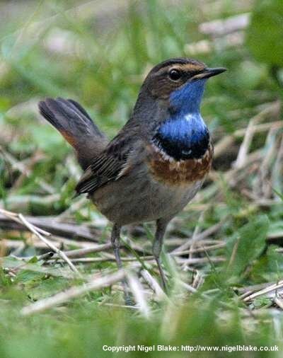 Bluethroat taken by Nigel Blake: http://www.nigelblake.co.uk