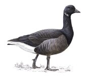 Brent Goose