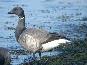 Brent Goose at Westcliff