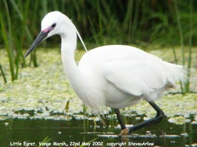 Little Egret