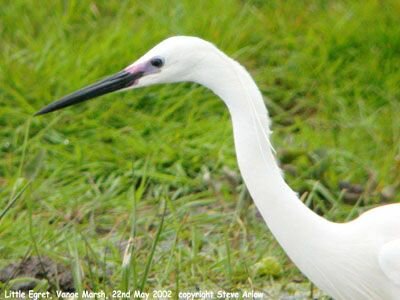 Little Egret