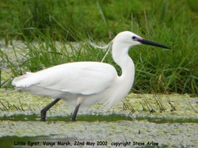 Little Egret