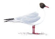 Black-headed Gull