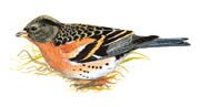 Brambling