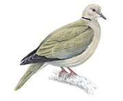 Collared Dove