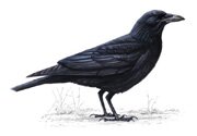 Crow