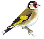 Goldfinch