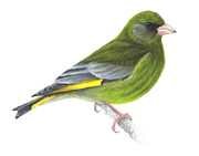 Greenfinch