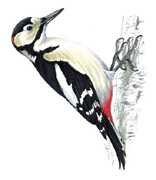 Great Spotted Woodpecker