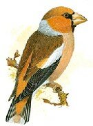 Hawfinch