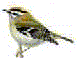 small firecrest image