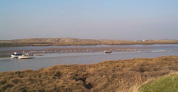 Landfill site and gulls