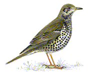 Mistle thrush