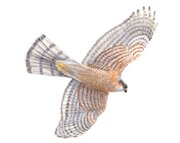 Sparrowhawk