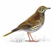 Song thrush