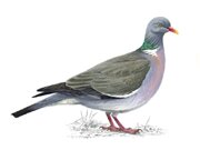 woodpigeon