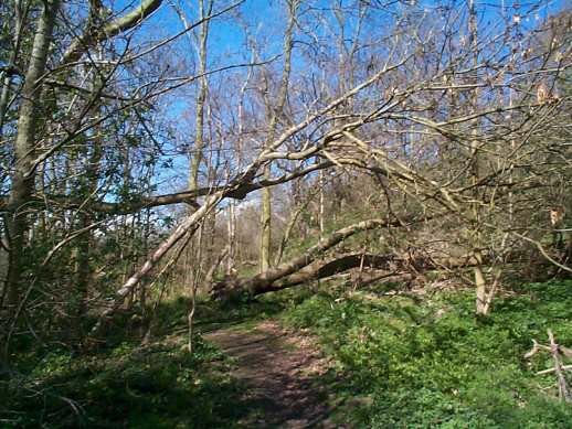 Woodland Path