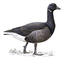 Brent Goose