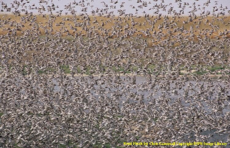 Knot flock by Chris Gomersall