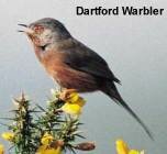 Dartford Warbler