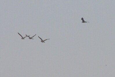 Marsh Harrier in pursuit of Bitterns