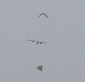 Marsh Harrier in pursuit of Bitterns