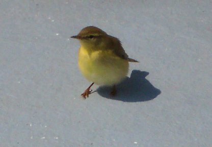 Possible Willow Warbler