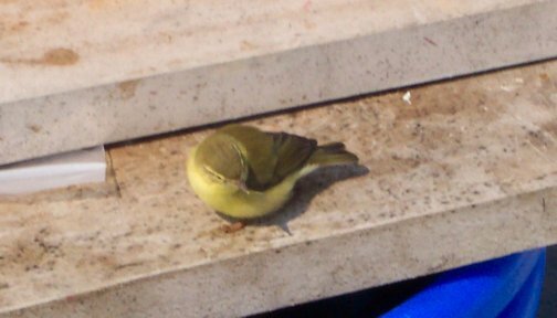 Possible Willow Warbler