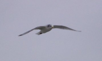 Kittiwake overhead