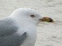 'Rossi' The Ring-billed Gull