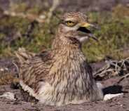 Stone Curlew - www.rspb-images.com