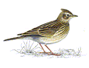 Skylark Heading Image