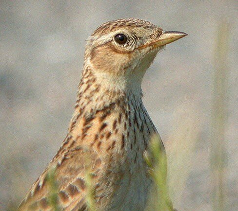 Skylark on Two Tree Island in 2003