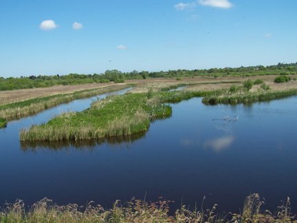 RSPB Strumpshaw Fen