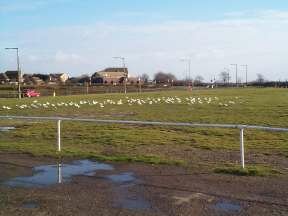 Gulls on the green