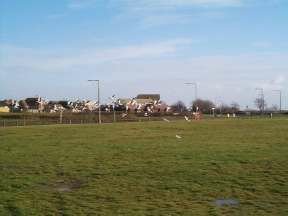 Gulls on the green