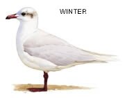 Winter Med Gull