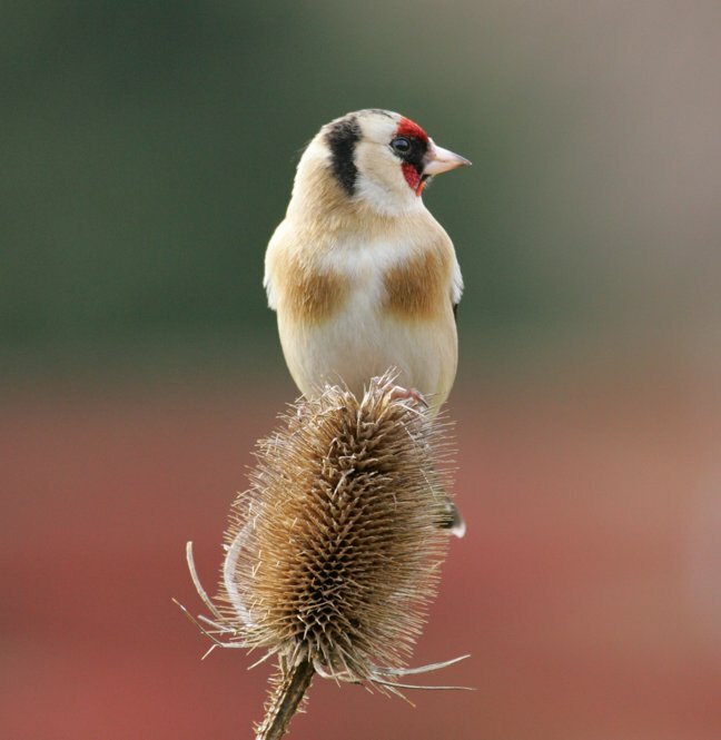 Goldfinch