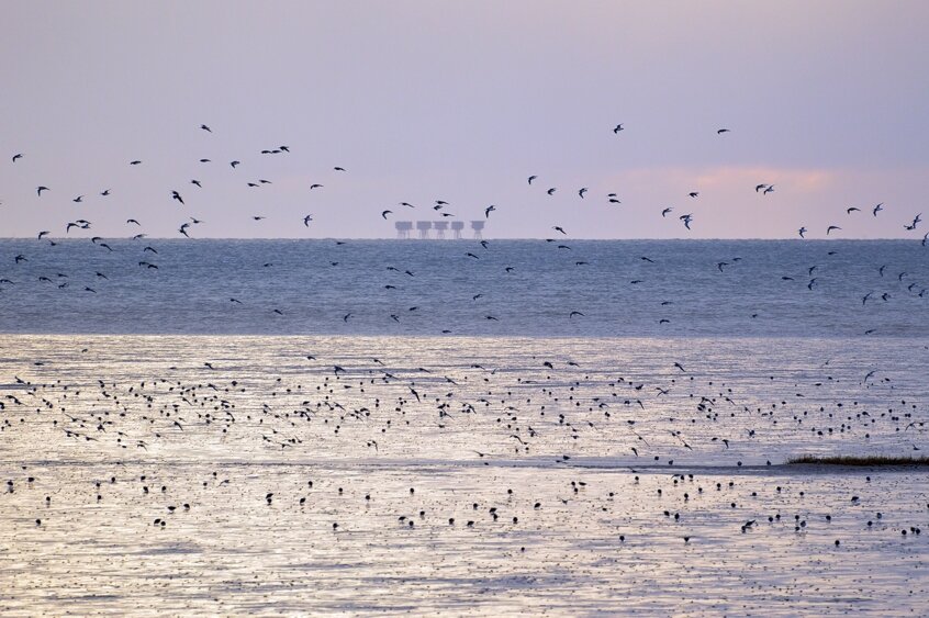 Bird flock at Wakering Stairs